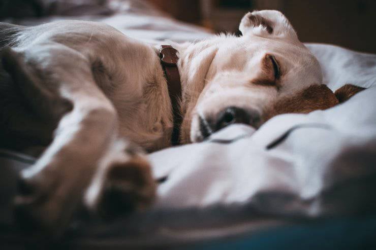 Cagnolina addormentata